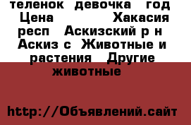 теленок (девочка) 1год › Цена ­ 25 000 - Хакасия респ., Аскизский р-н, Аскиз с. Животные и растения » Другие животные   